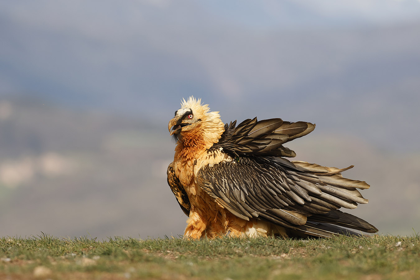 Du vent dans les plumes...