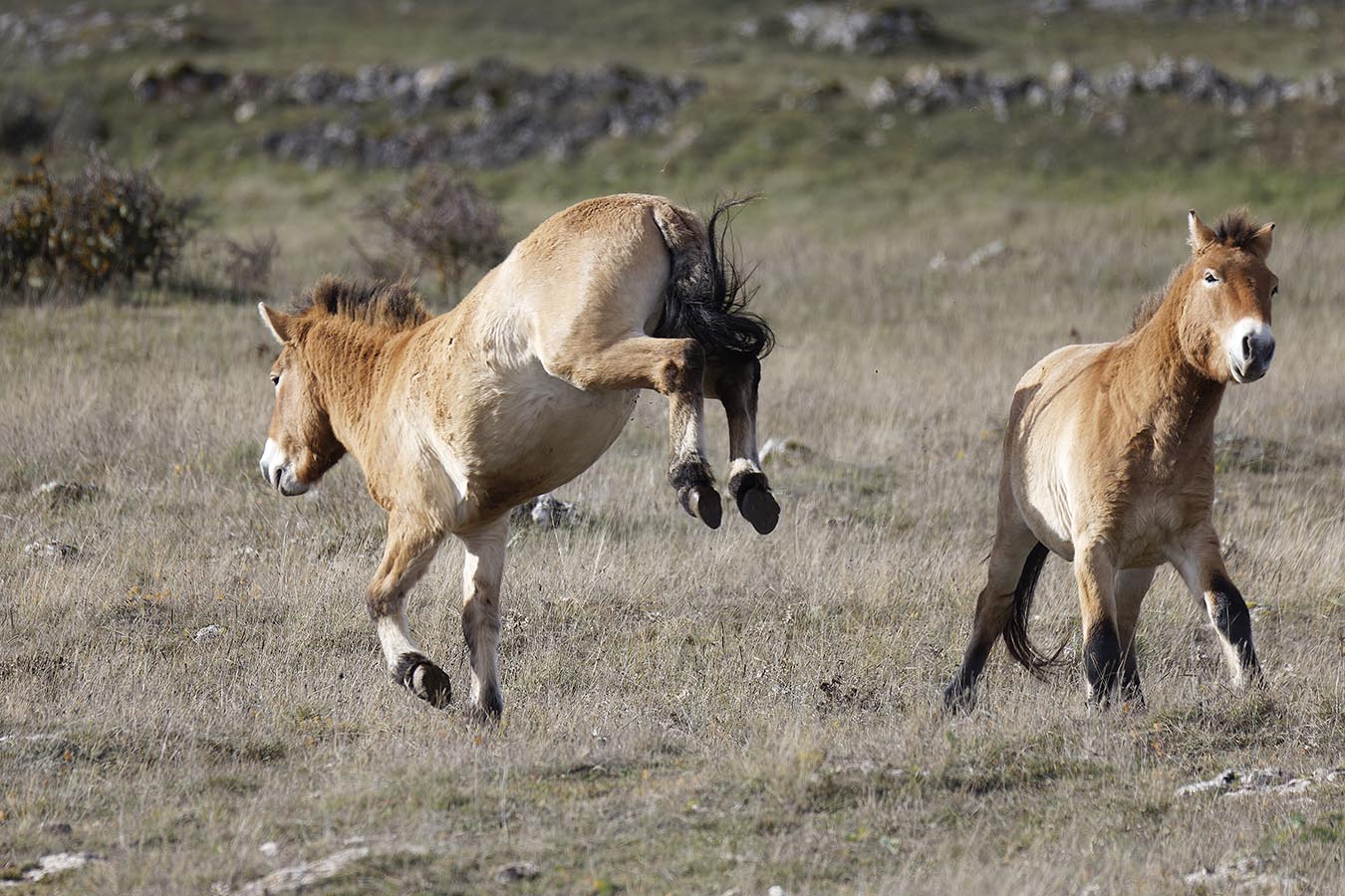 Cheval de Przewalski