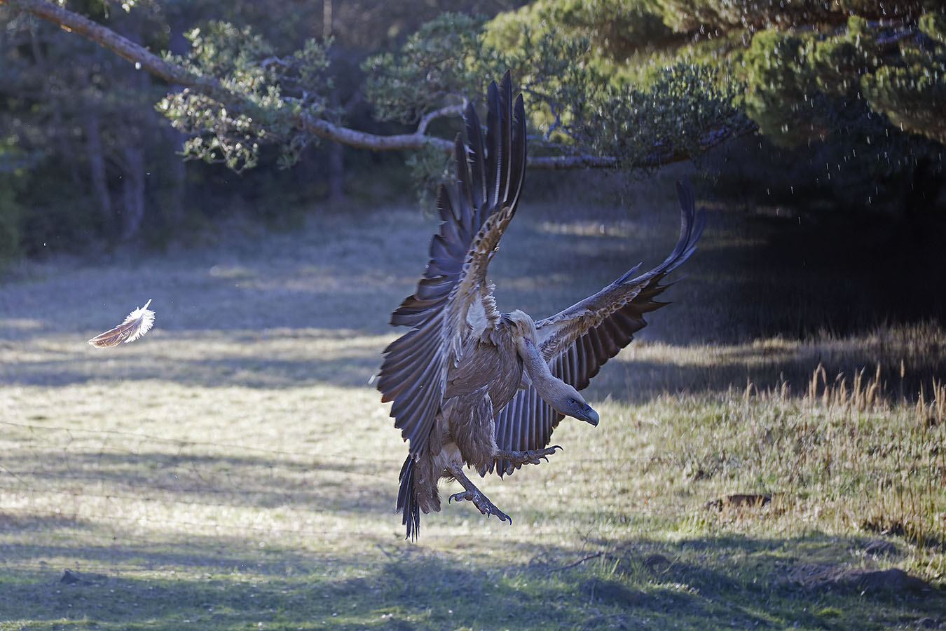 la plume et l'oiseau...