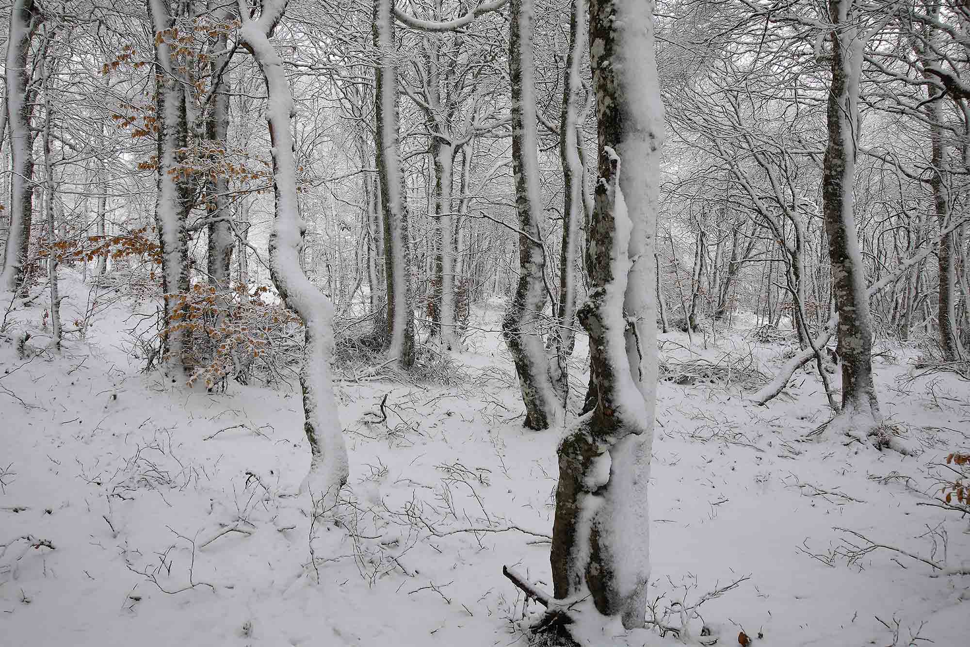 Hêtres sous la neige