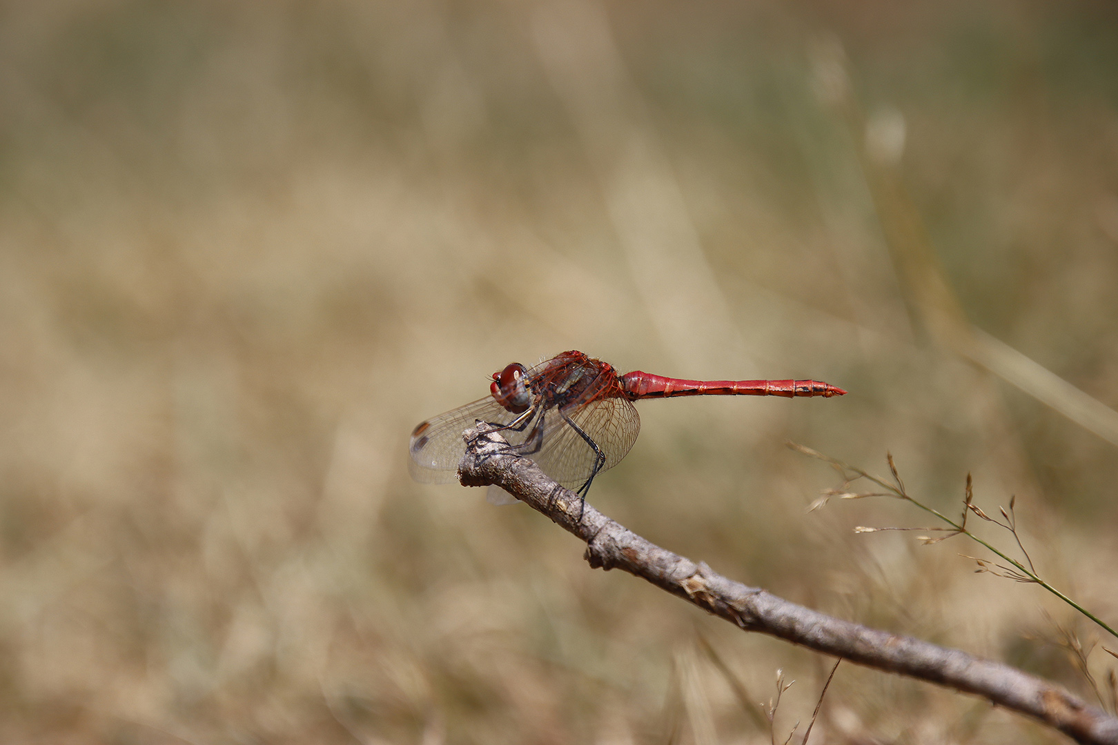 Chasse estivale