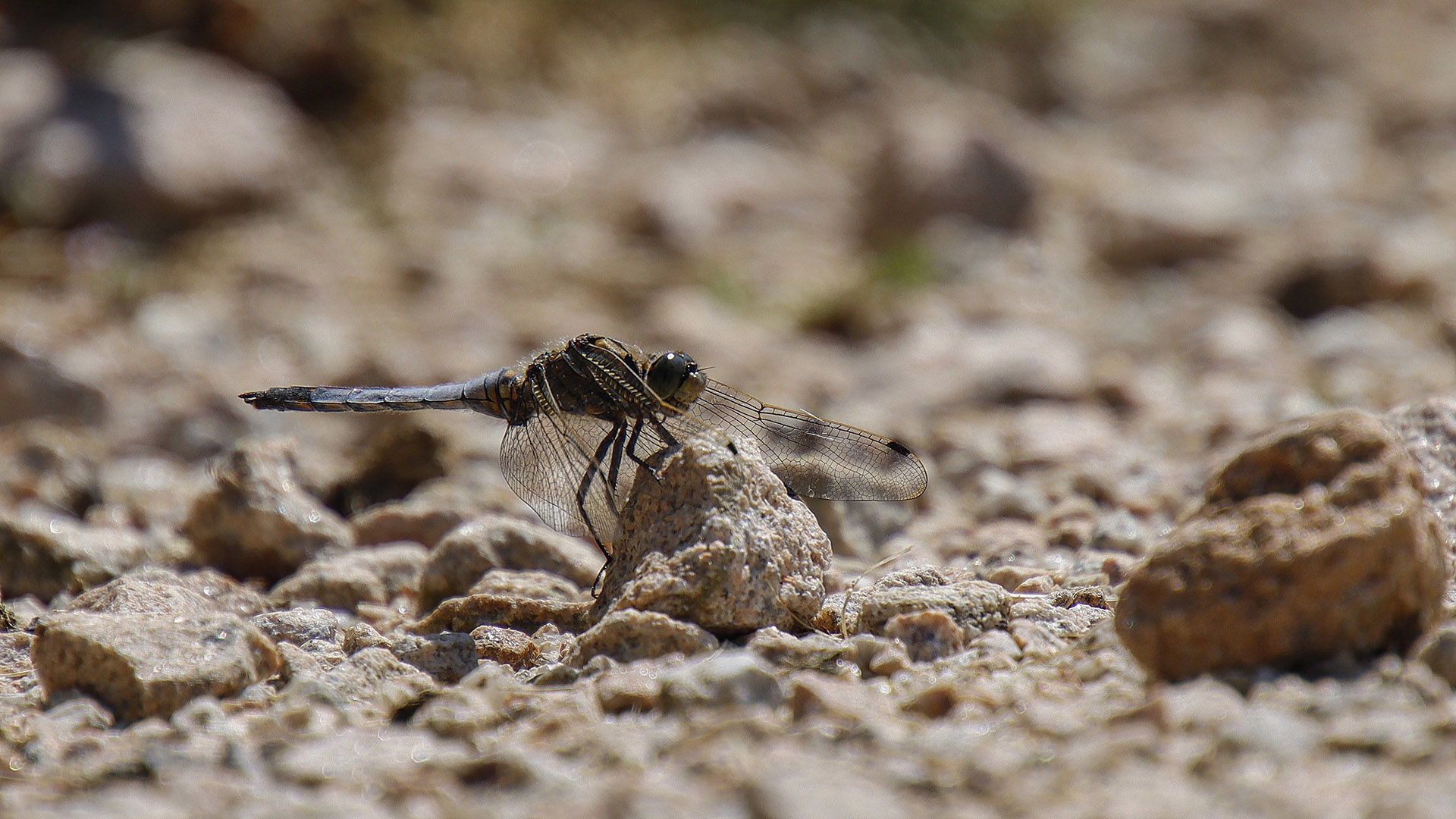 Chasse estivale