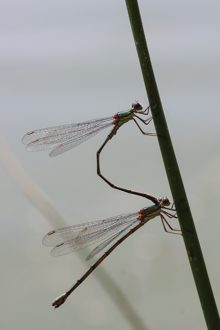 Acrobaties