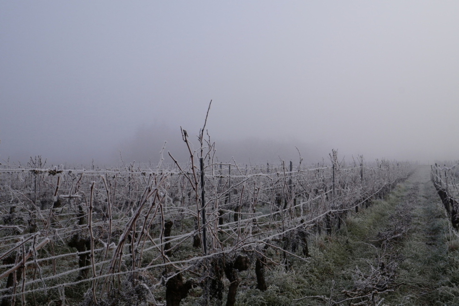 Vignes l'hiver