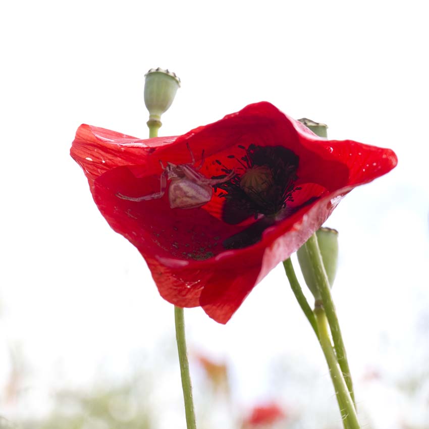 coquelicot
