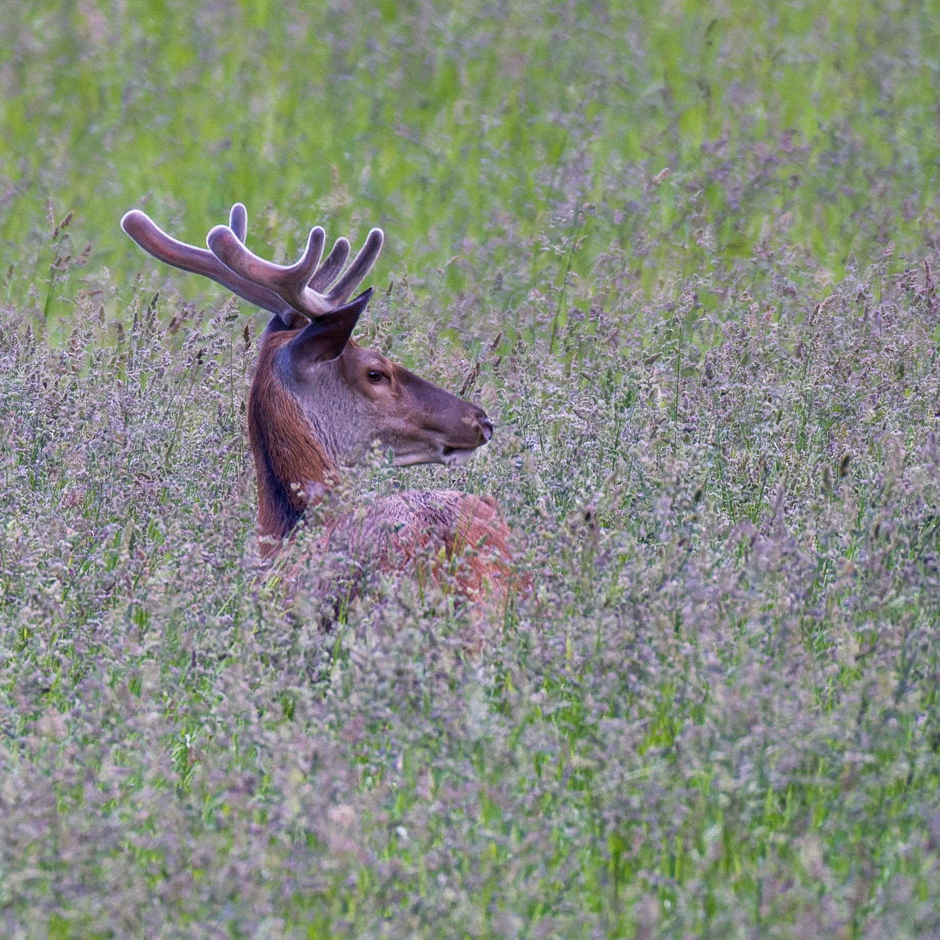 Cerf en velours