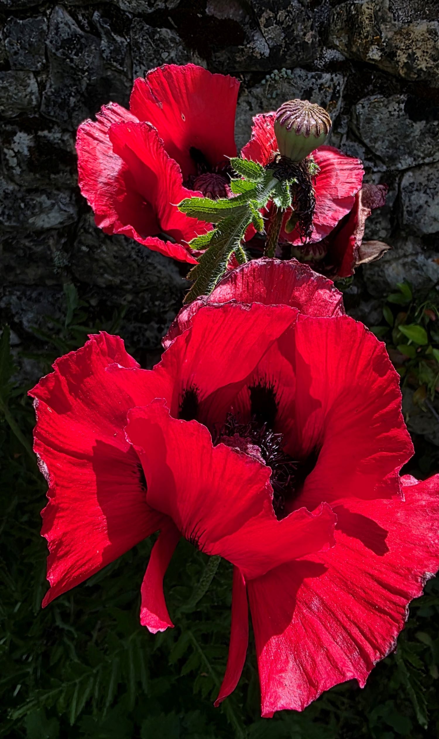 Fleurs de pavot