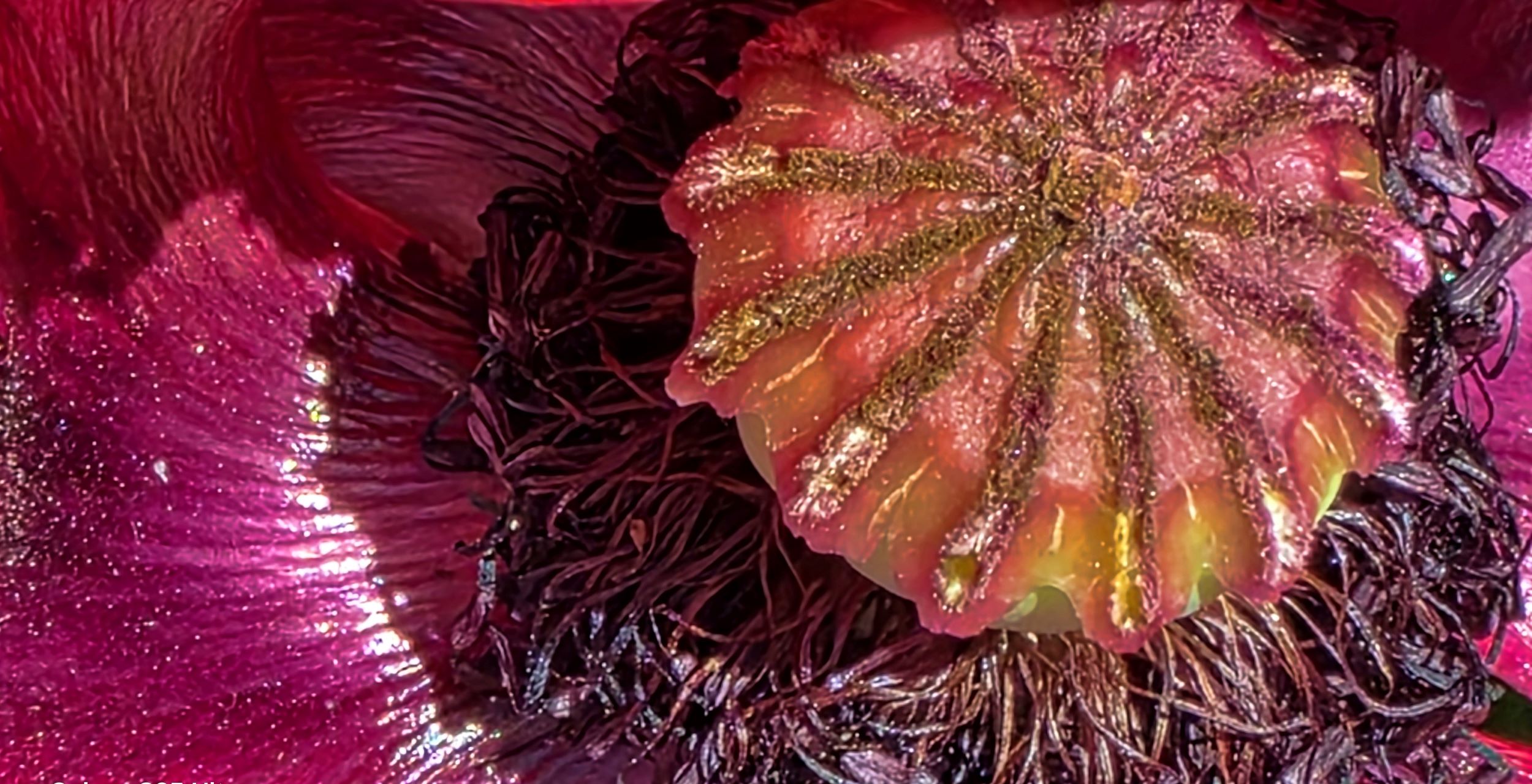 Fleurs de pavot