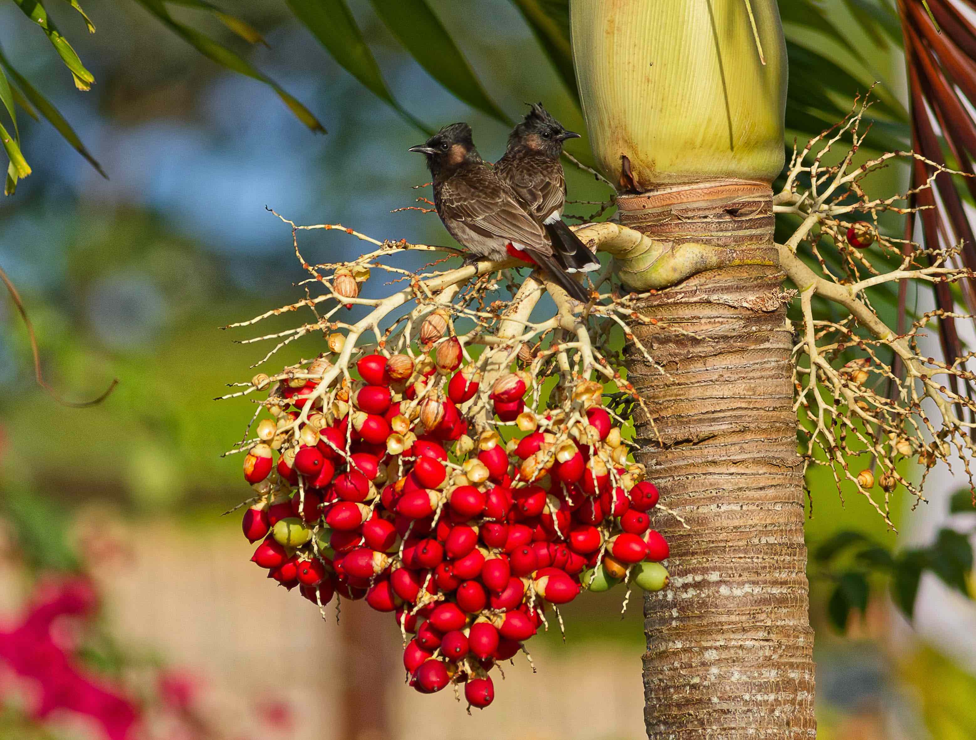 Garde-manger sous surveillance