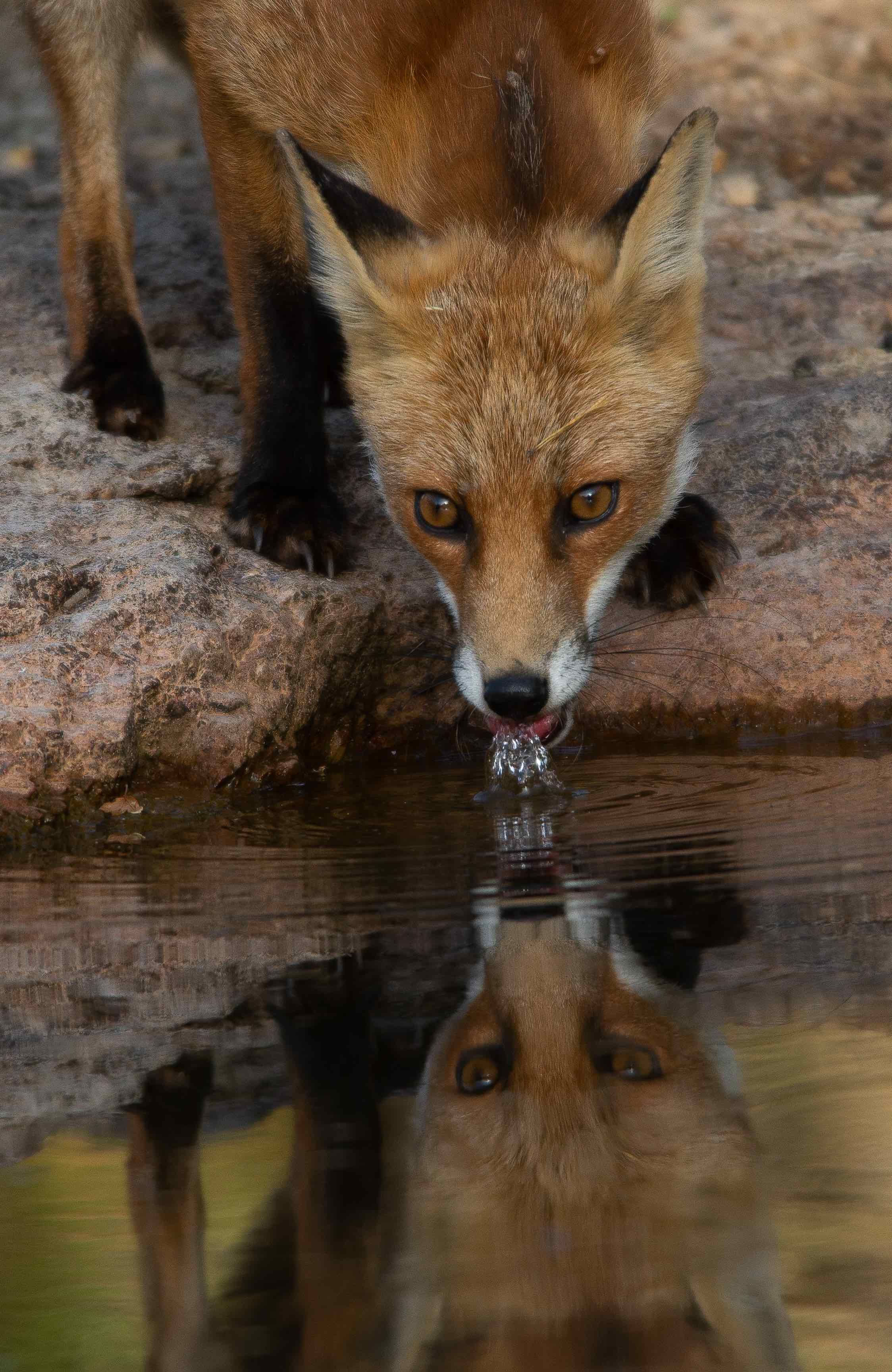 Proxi foxy