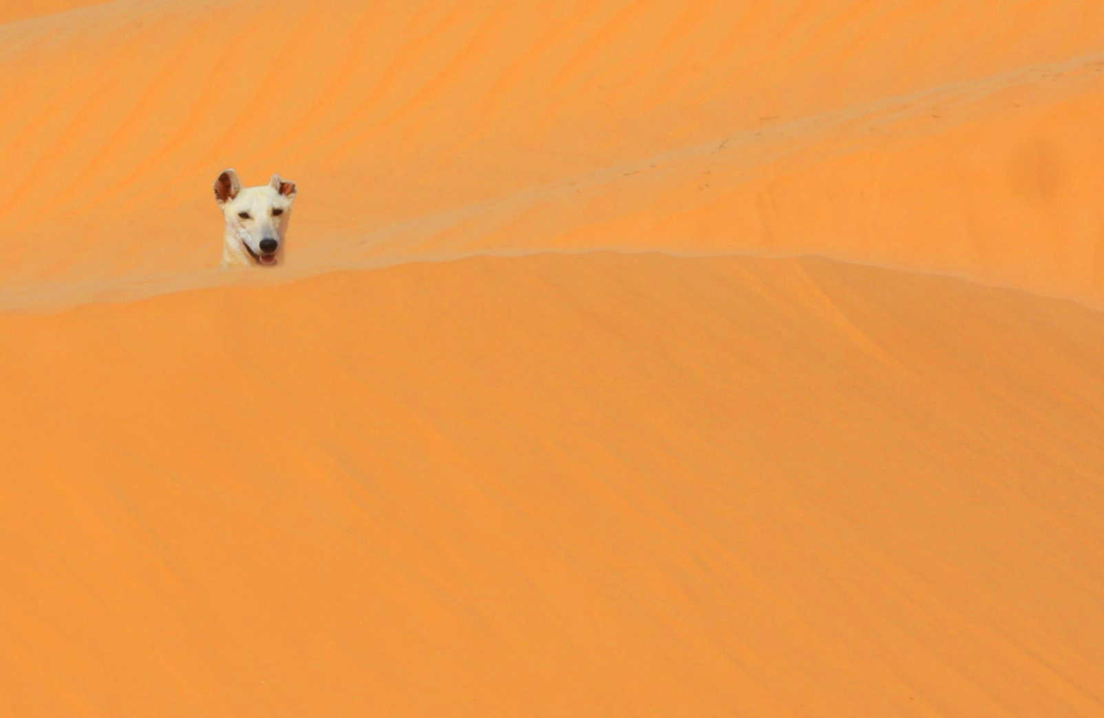 Rencontre dans les dunes