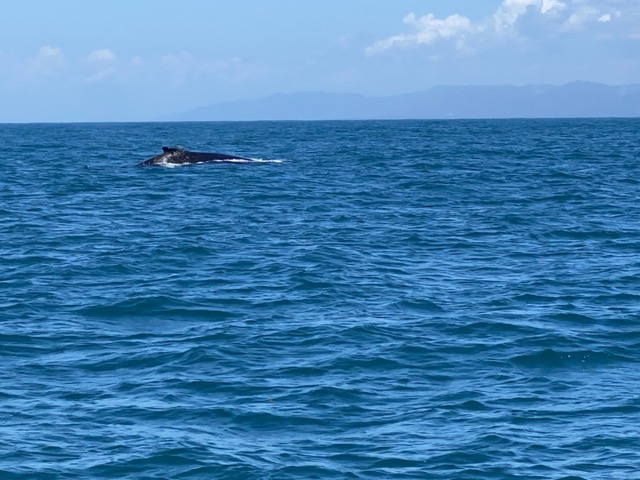 Baleine République dominicaine