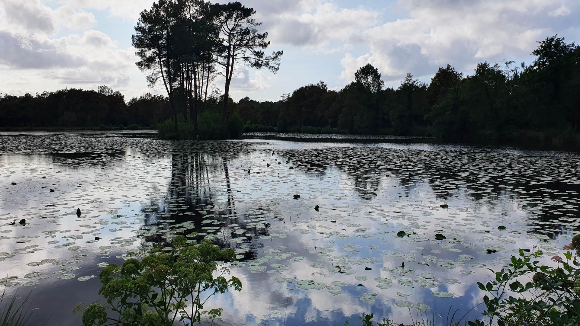 Lac landais