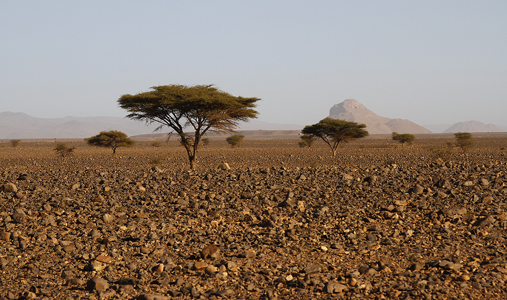 désert de cailloux et acacias