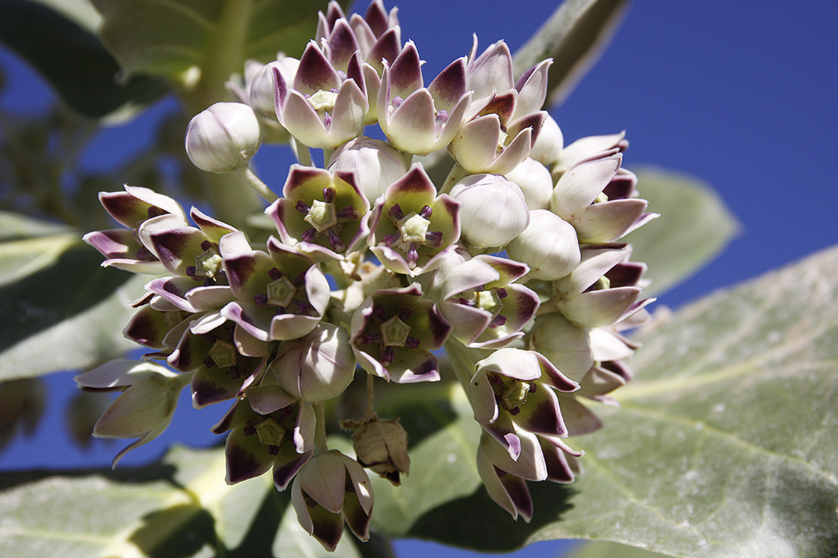 fleur du tawarza ou tourza (en berbère)