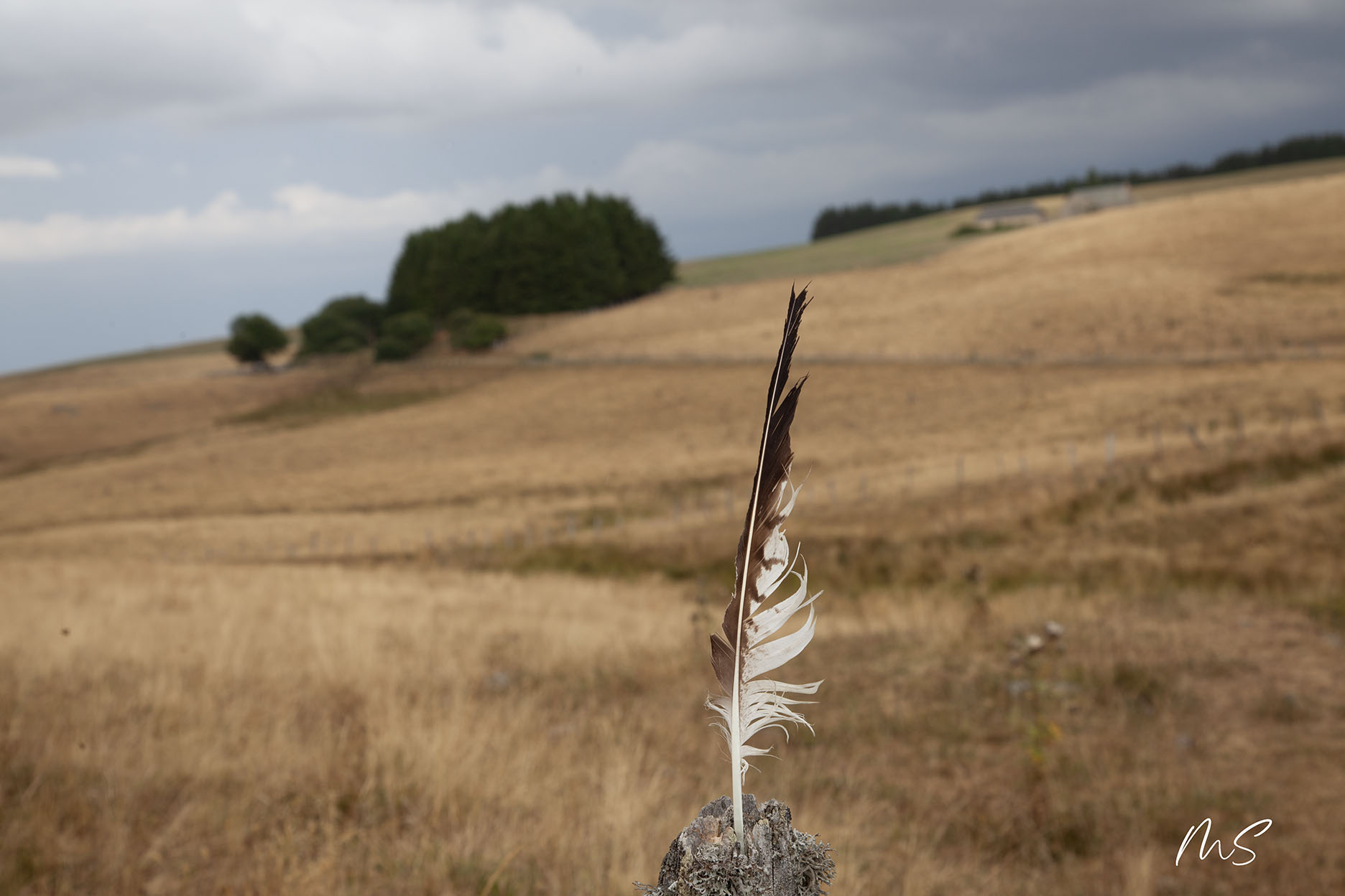 Aubrac