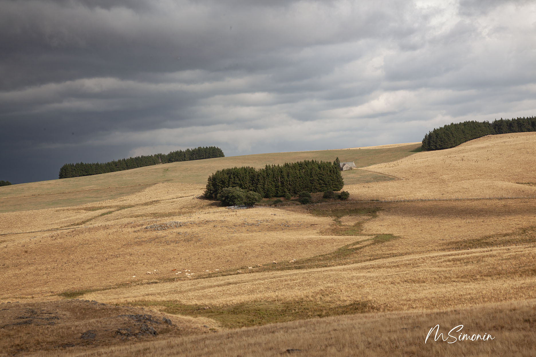 Aubrac