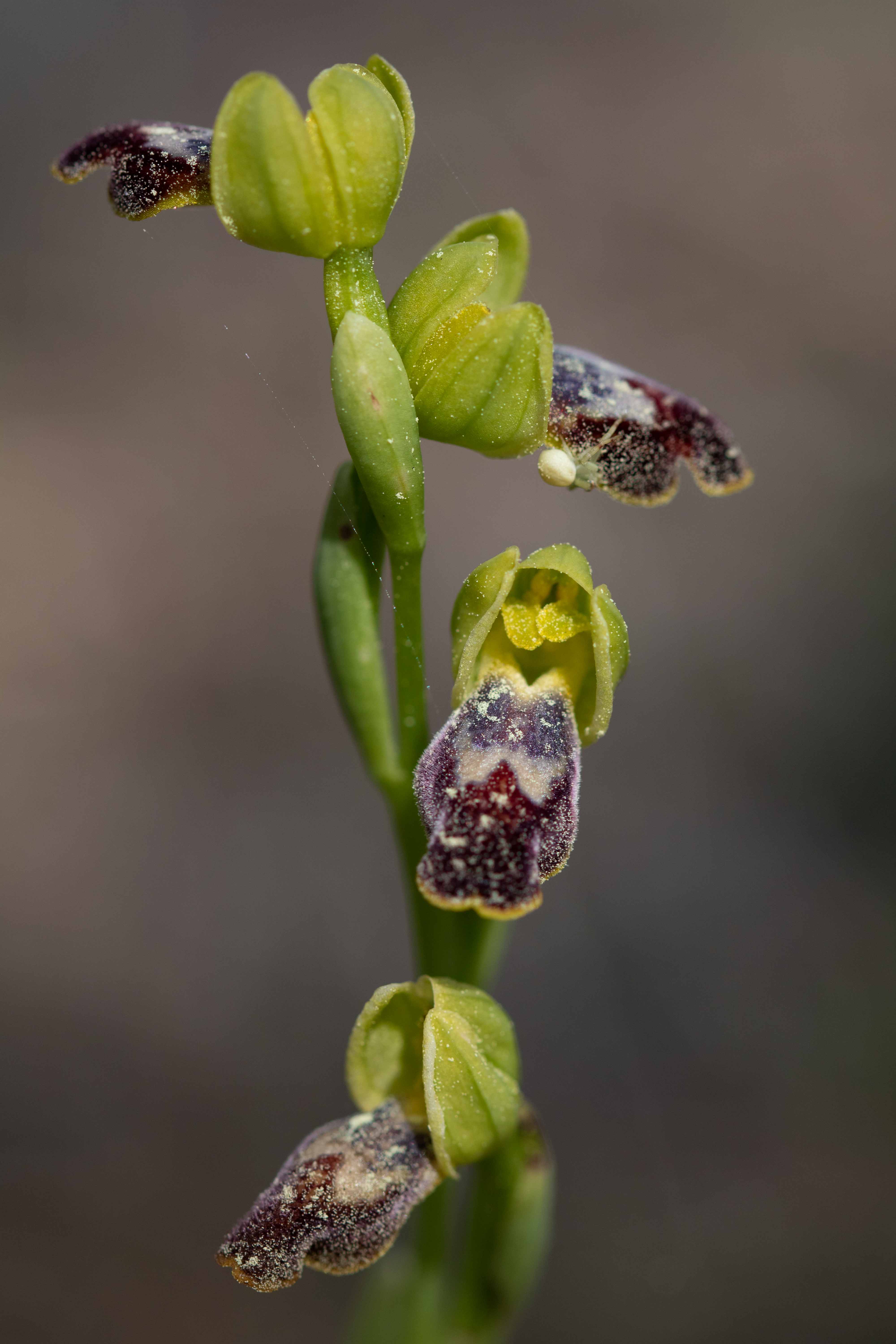 ophrys  bilunulata