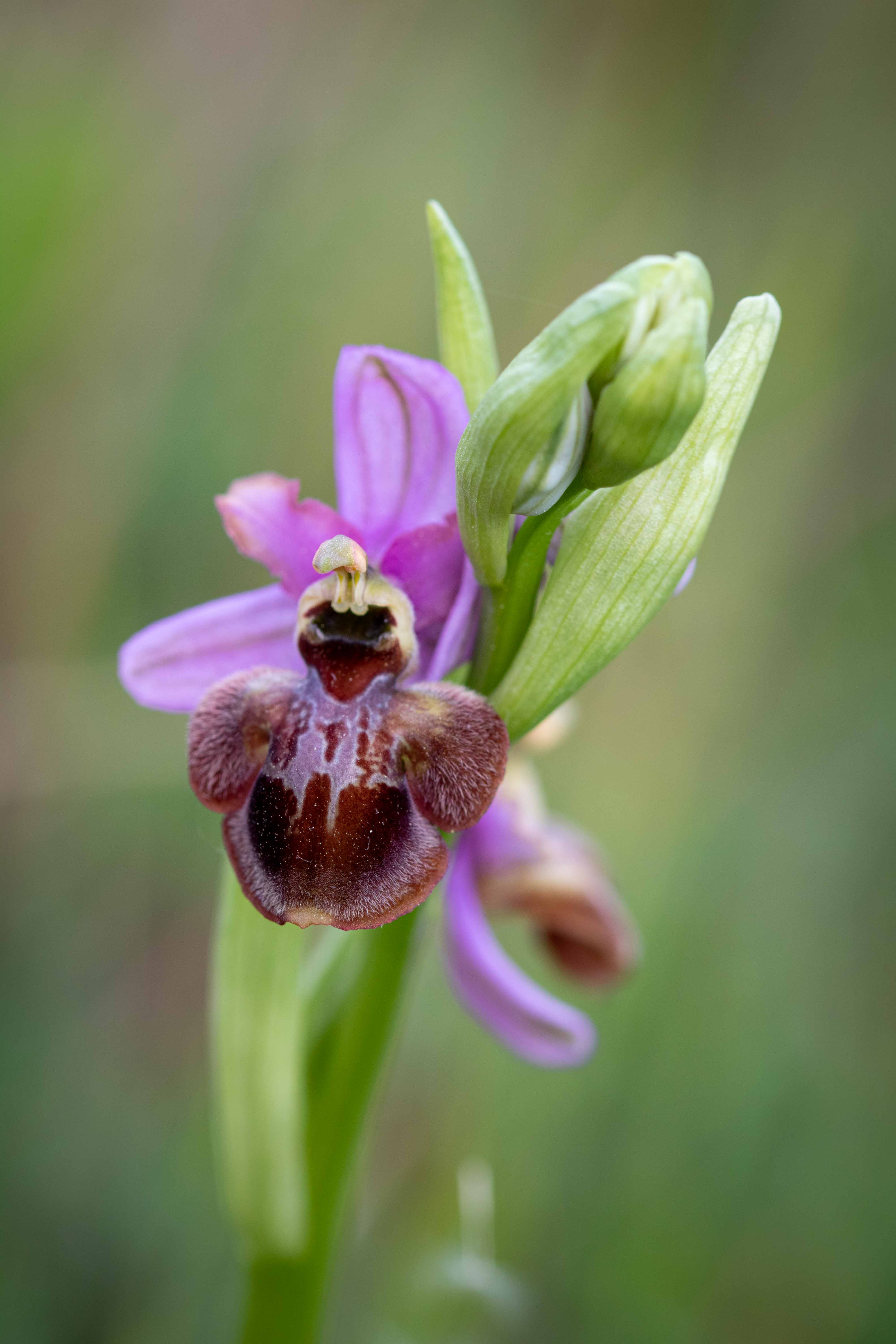 ophrys Aveyronensis