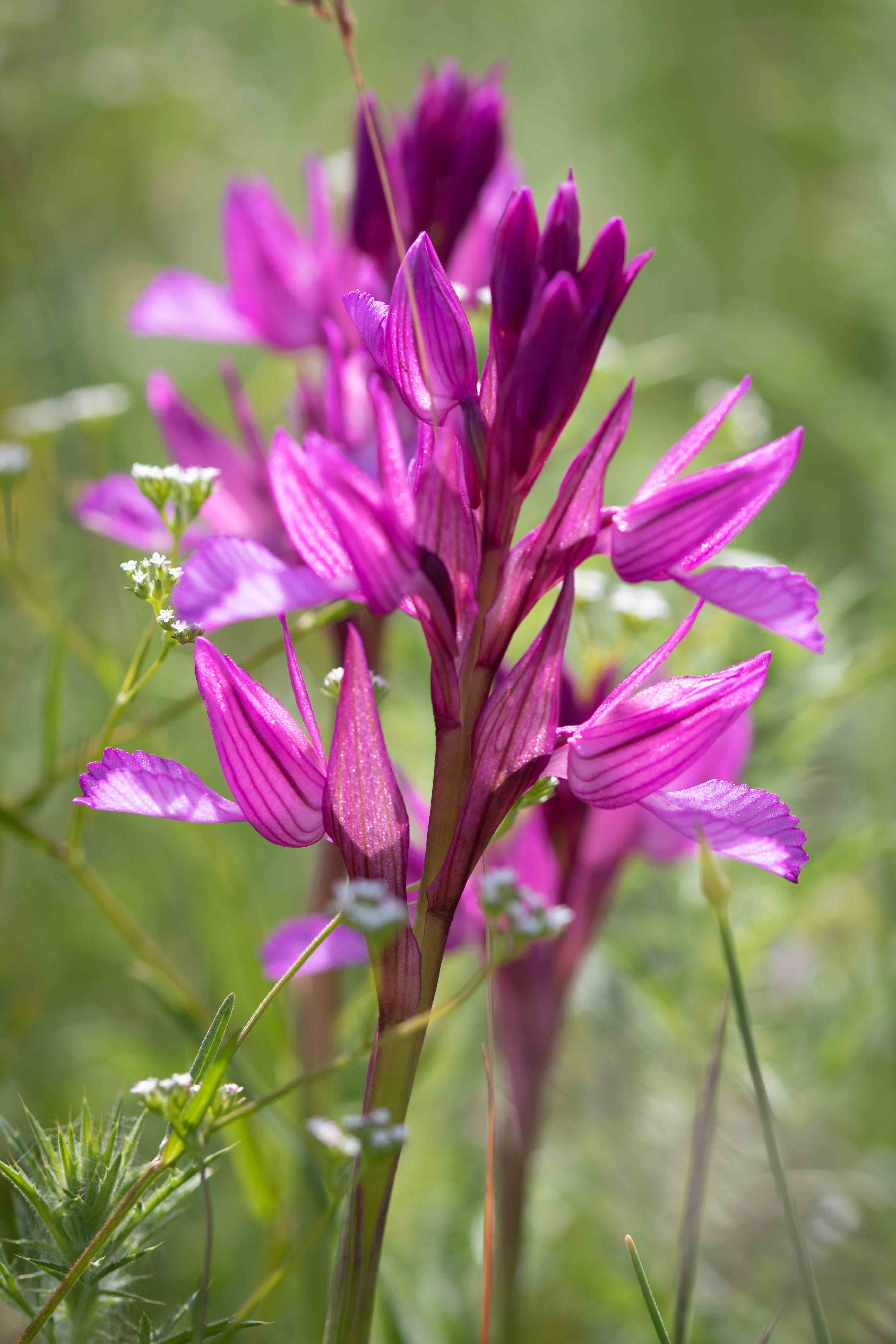orchis papilionacea (bis)