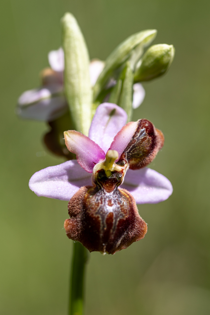 Je suis à l' écoute !