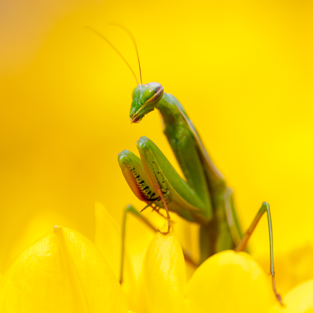 La vie en jaune