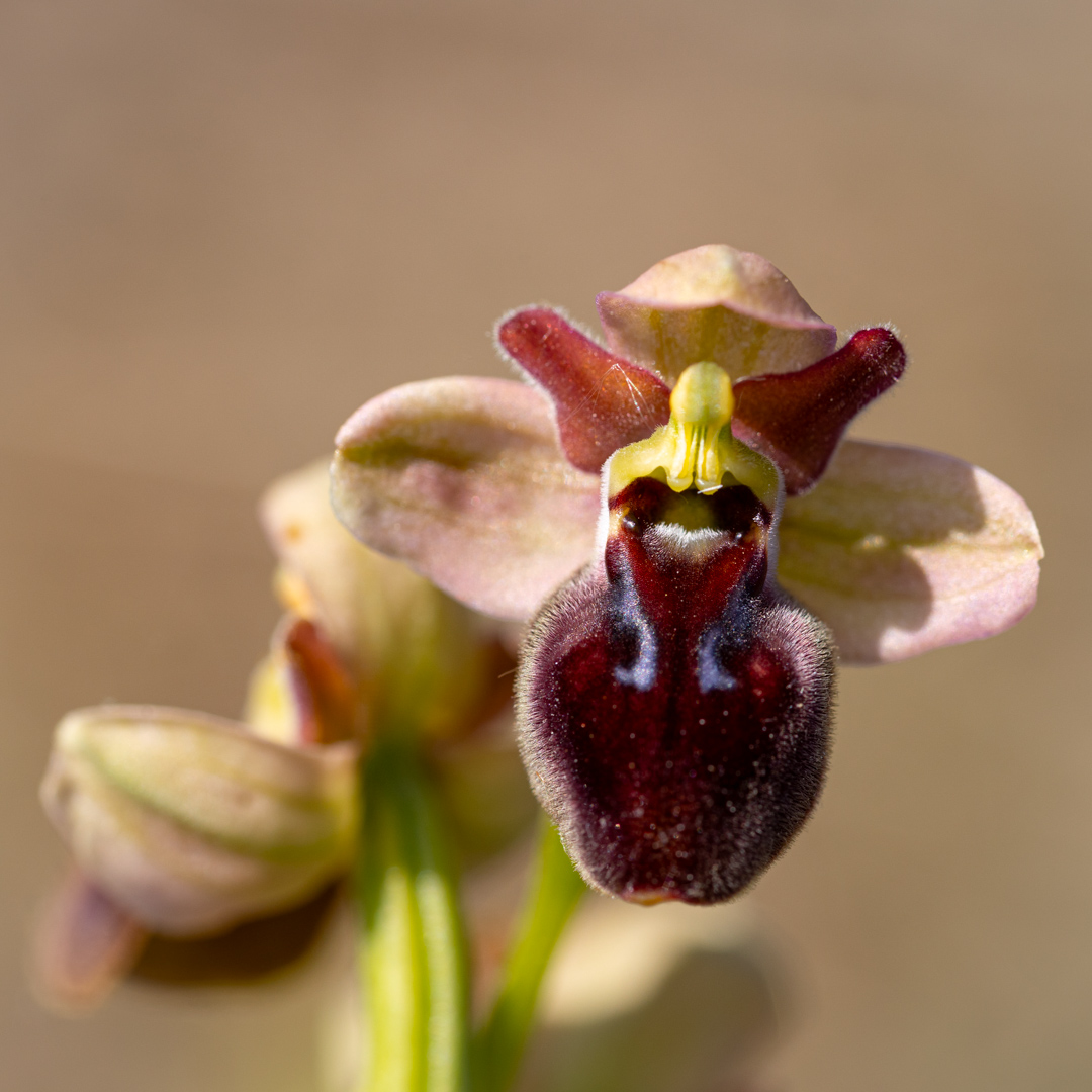 Hybride ficalhoana x funerea