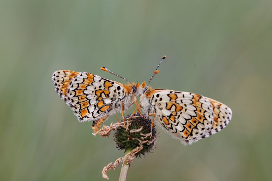 Les amoureux