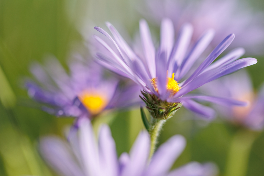 Aster des Alpes