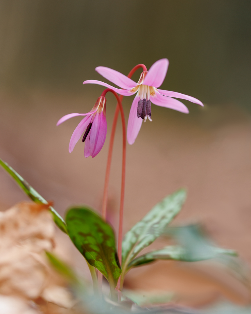 Erythrone dent de chien