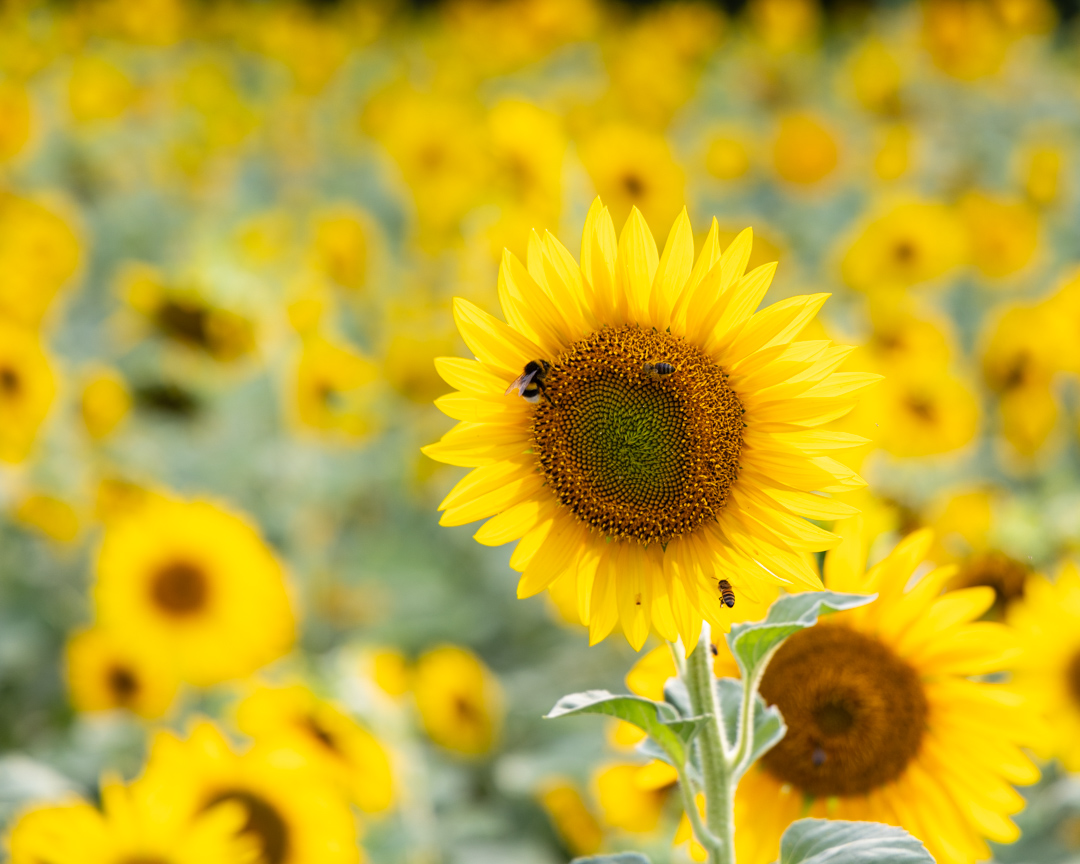J'veux du soleil !!!