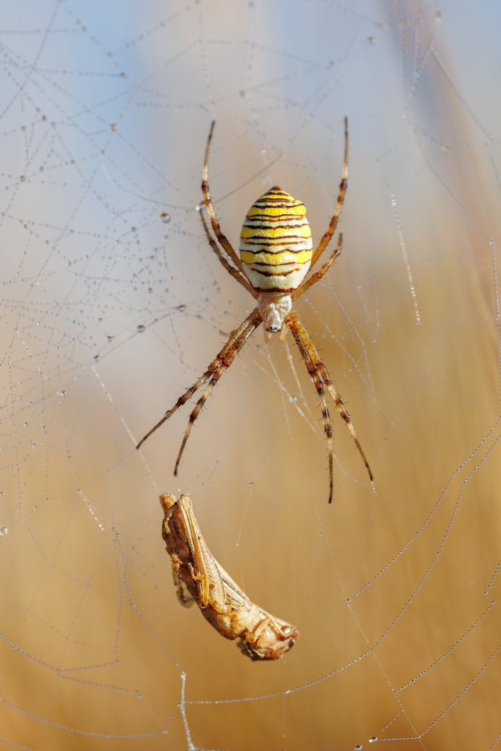 L'argiope frelon et son petit déjeuner