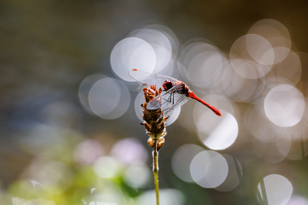 Sympetrum rouge sang