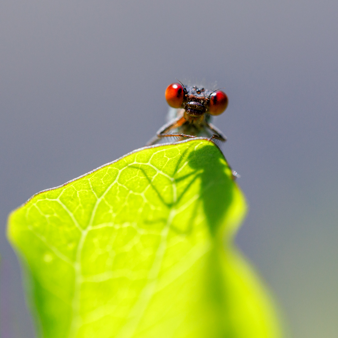 La naïade aux yeux rouges