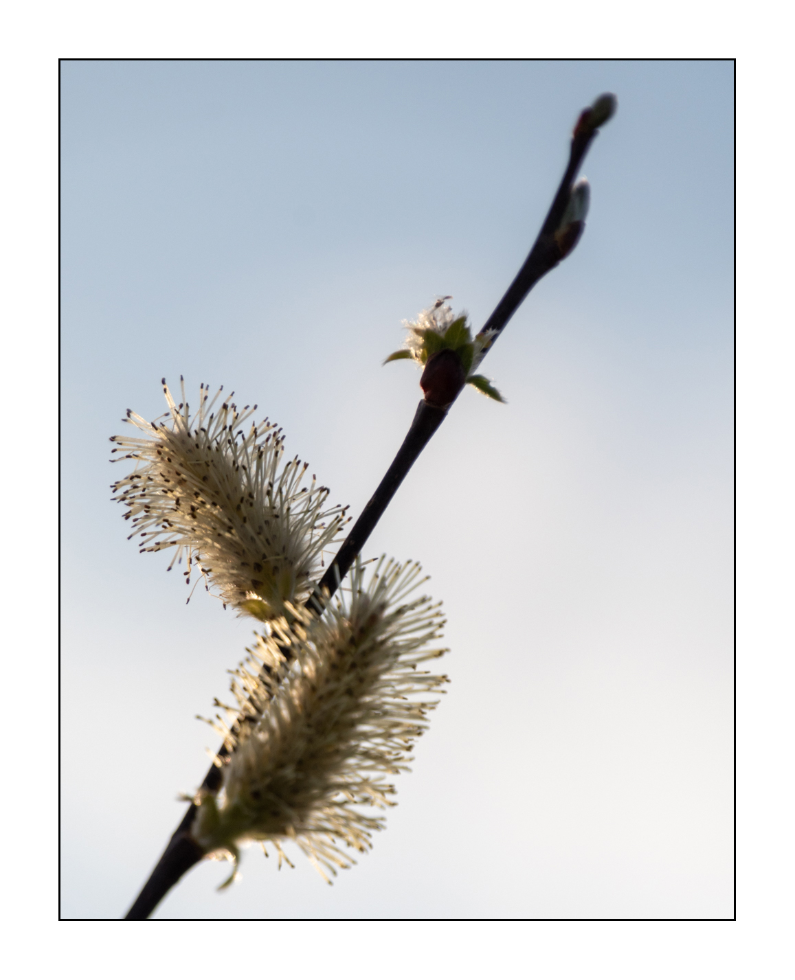 Fleur d'osier sauvage - 1