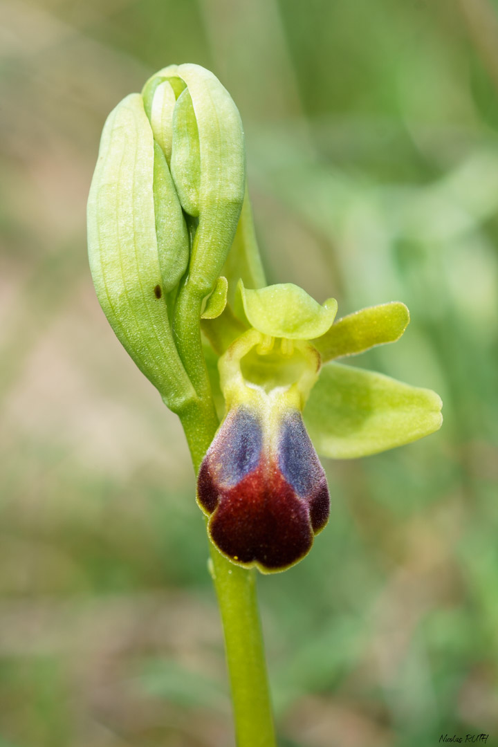 Ophrys funèbre