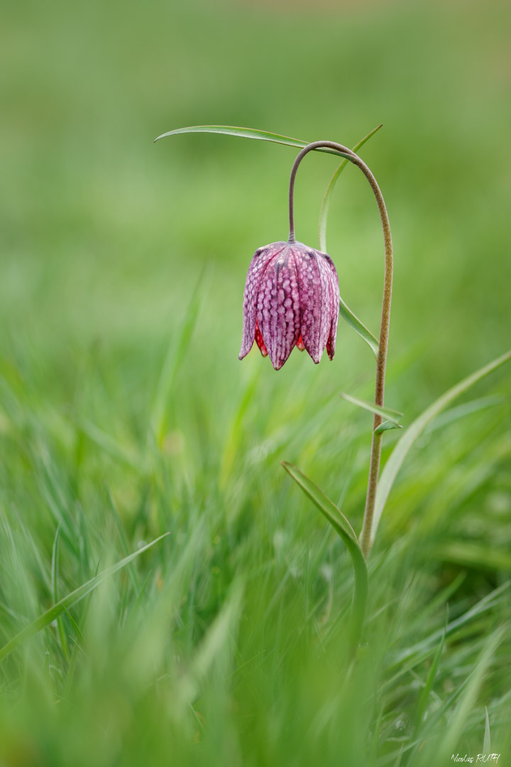 Fritillaire pintade