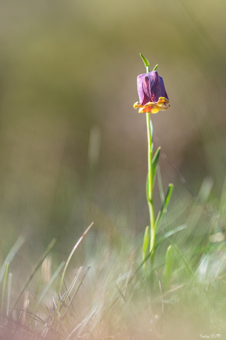 Fritillaire des Pyrénées