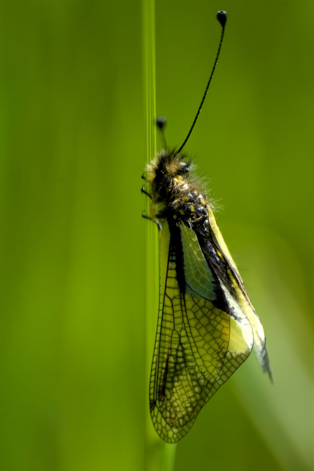 Ascalaphe