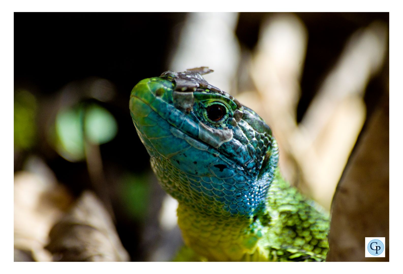Premier bain de soleil